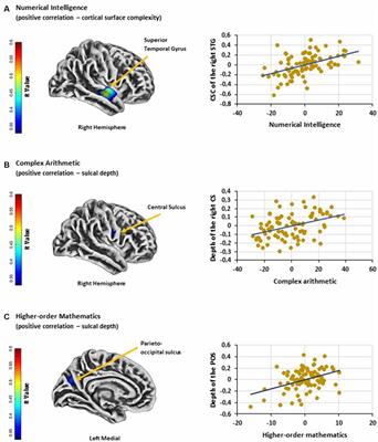 Associations Between Individual Differences in Mathematical Competencies and Surface Anatomy of the Adult Brain